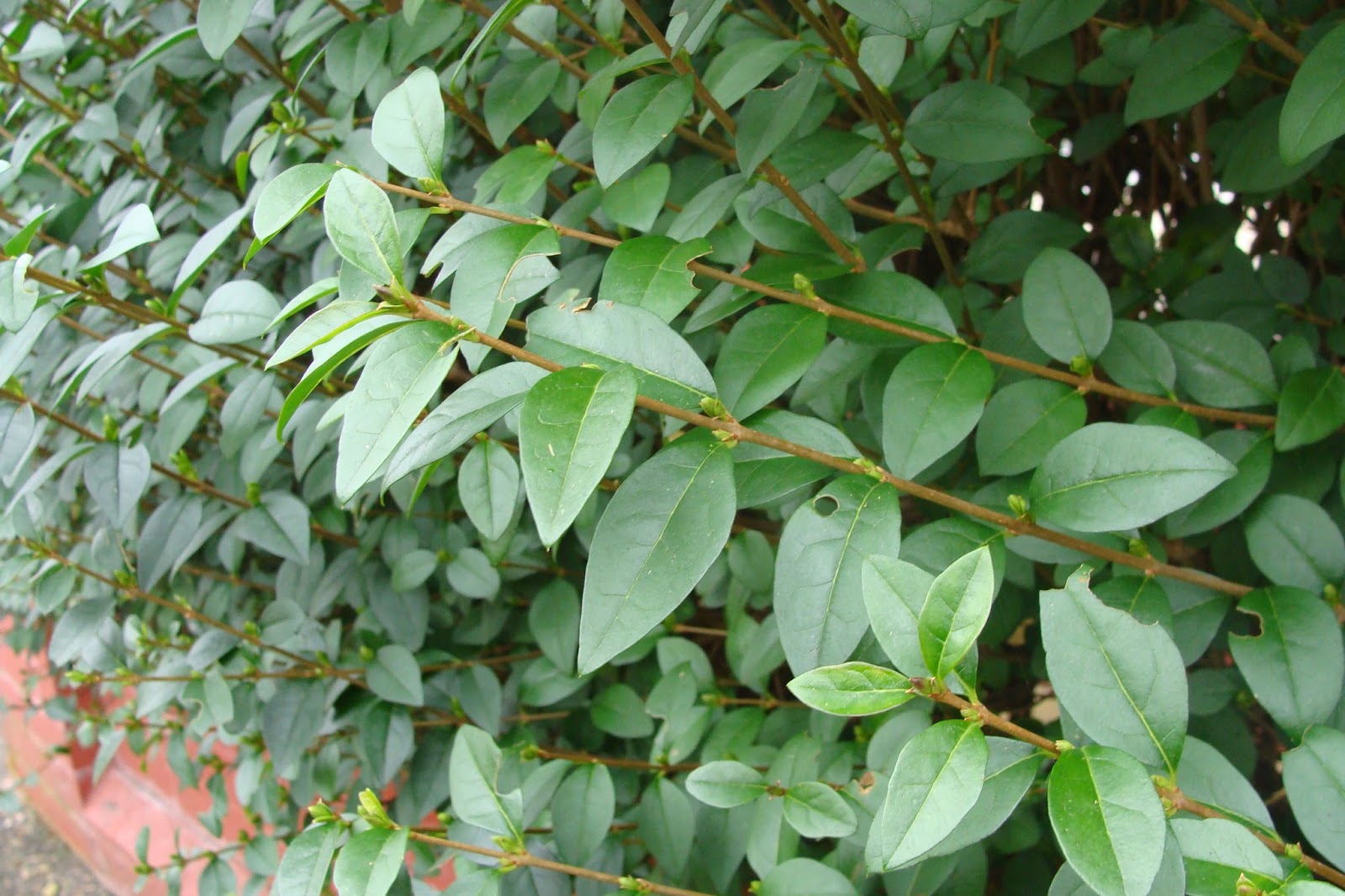 Nature V Nurture Oval Leaved Privet