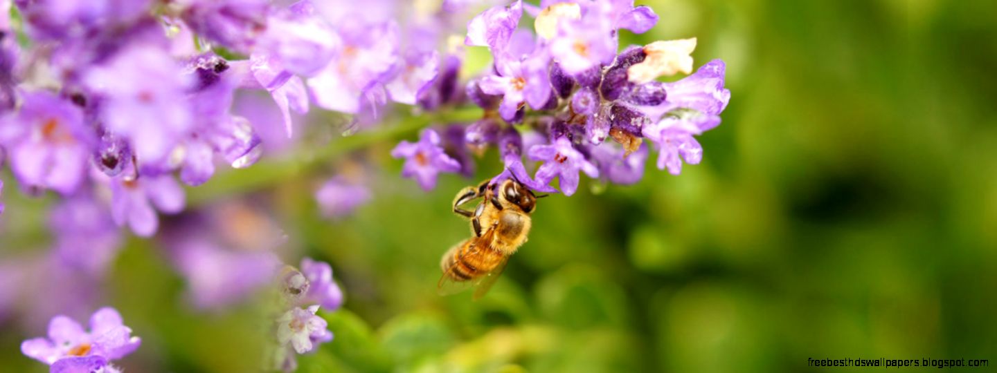 Lavender Bees the sweetest Honey Terre Bleu Lavender Bees the sweetest Honey Terre Bleu