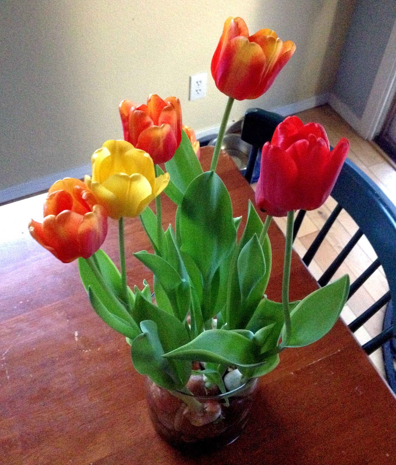 Easy Forcing Bulbs Tutorial Life with Lolo