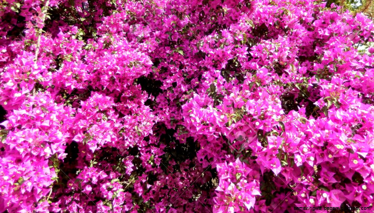 Bougainvillea Bush Background With Blooming Hot Pink Flowers Stock Bougainvillea Bush Background With Blooming Hot Pink Flowers Stock