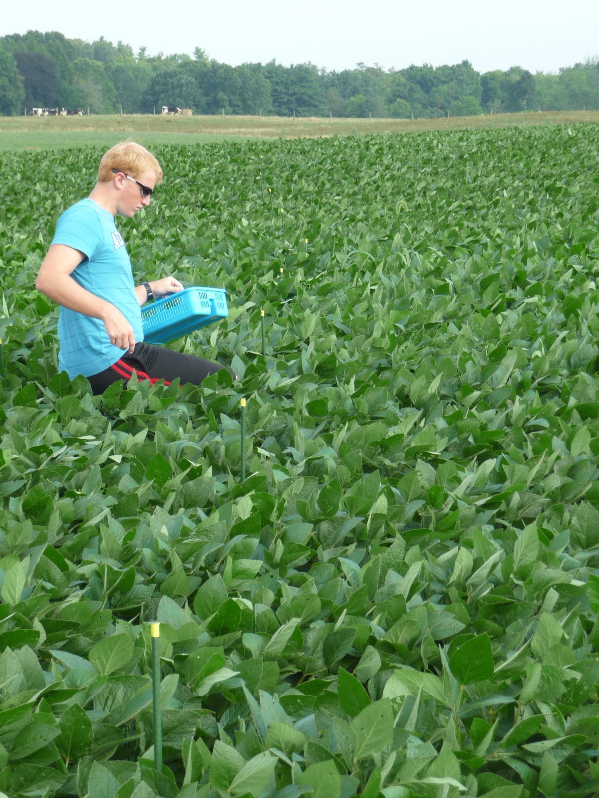 The Agricultural Landscape Ecology Lab Who's pollinating the soybean?