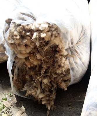 shearing sheep wool bag farm scenes bags dirty leyden glen goes into