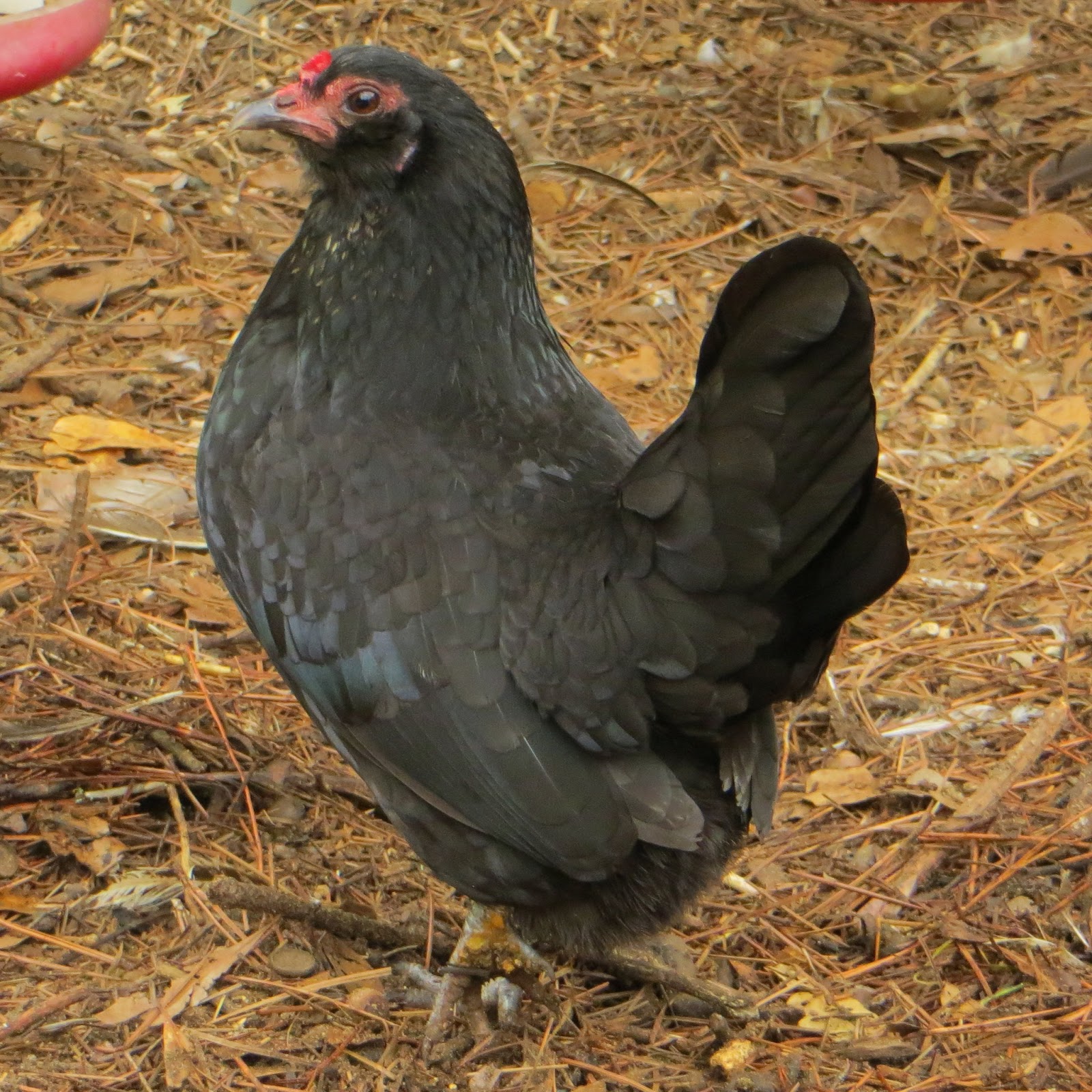 Feather Feet & Vulture Hocks Our Current Hens