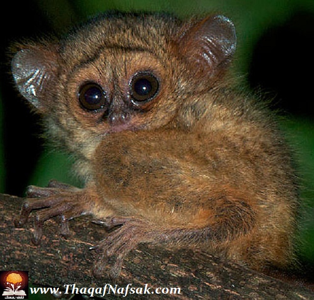 نقره لتكبير أو تصغير الصورة ونقرتين لعرض الصورة في صفحة مستقلة بحجمها الطبيعي