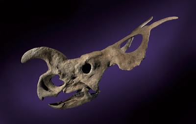 Einiosaurus skull