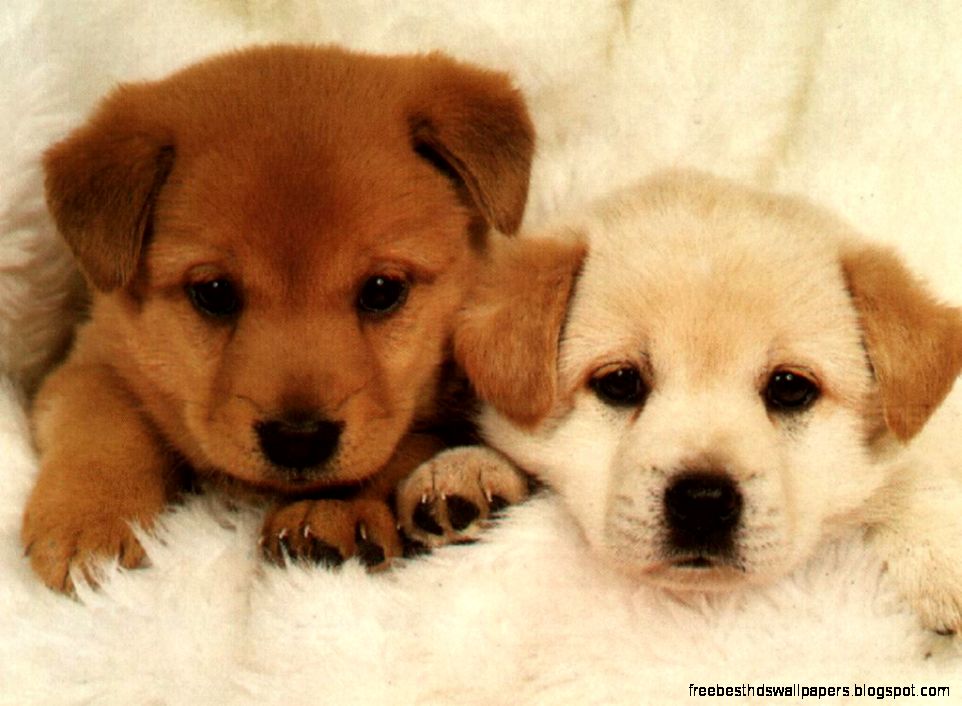 Cute Baby Dogs Puppies Cute Baby Dogs Puppies