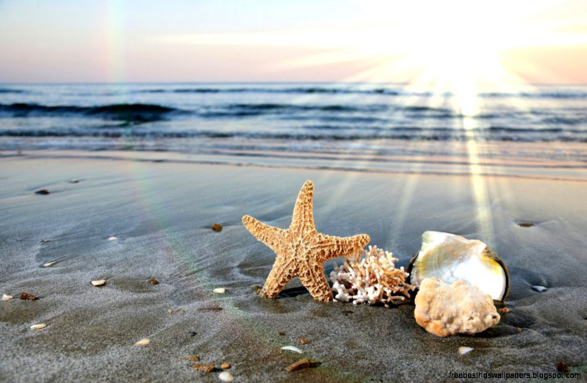 Sea Shells Wallpapers Wallpaper Cave Sea Shells Wallpapers Wallpaper Cave