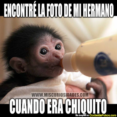 Imagenes chistosas de chipances - monos con frases graciodas para whatsapp