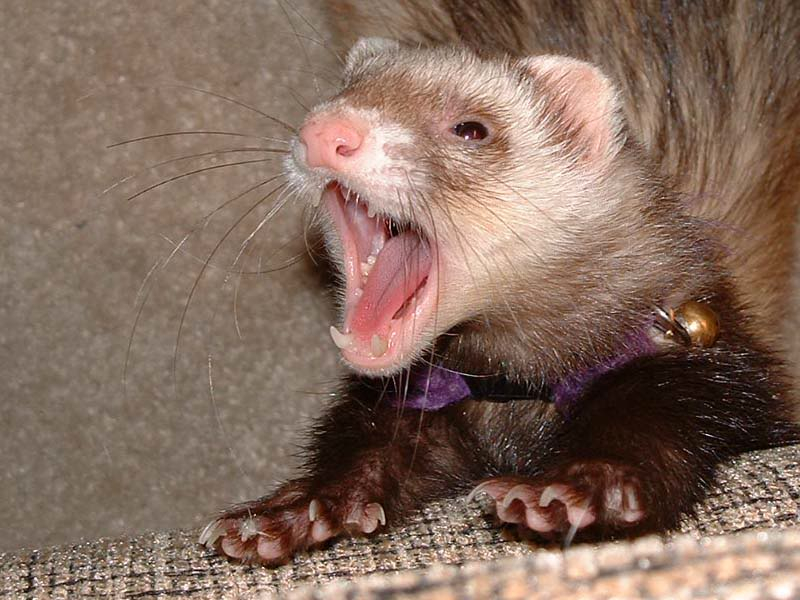 UPDATE of Baby attacked by the Ferret in Grainvalley MO BabyCenter