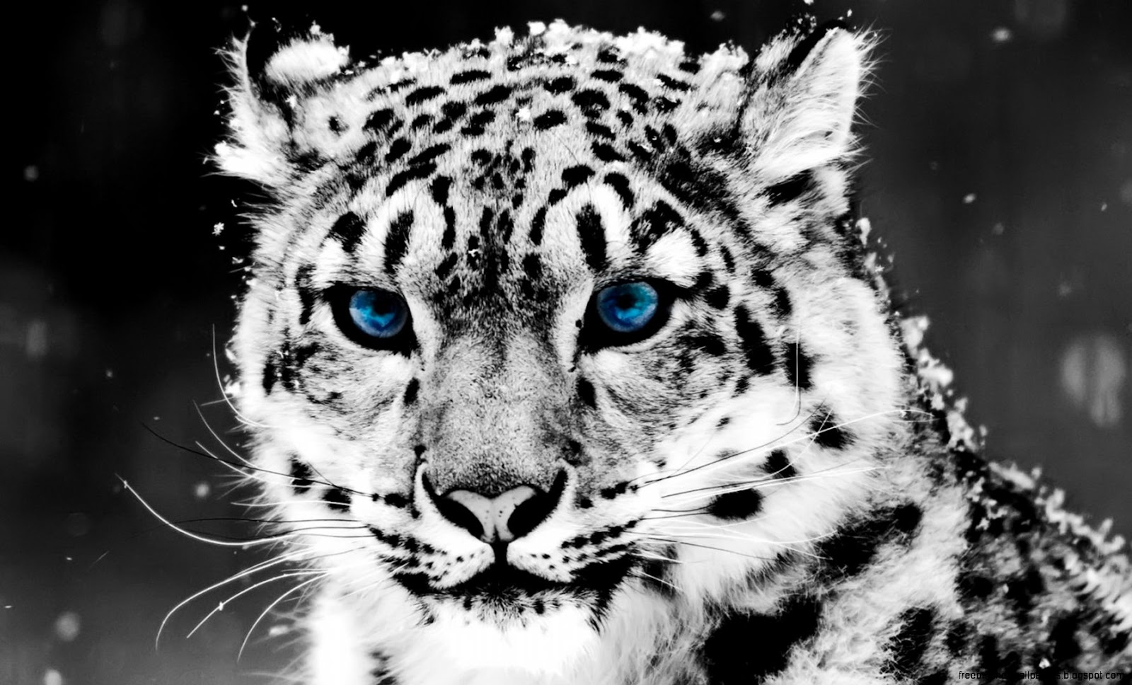 Black and White Snow Leopard Black and White Snow Leopard