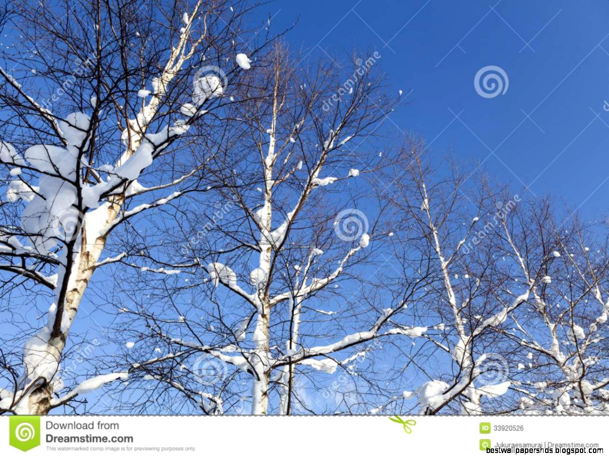 Light Winter Tree Scene Light Winter Tree Scene