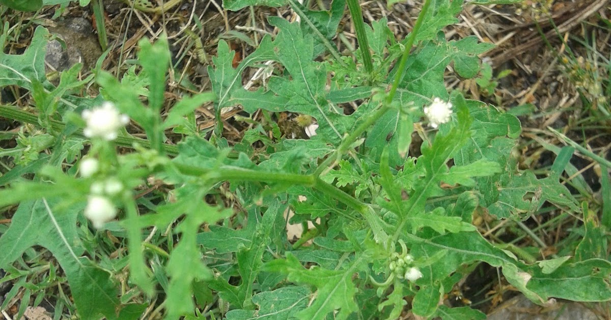 Parthenium Weed (Parthenium Hysterophorus)