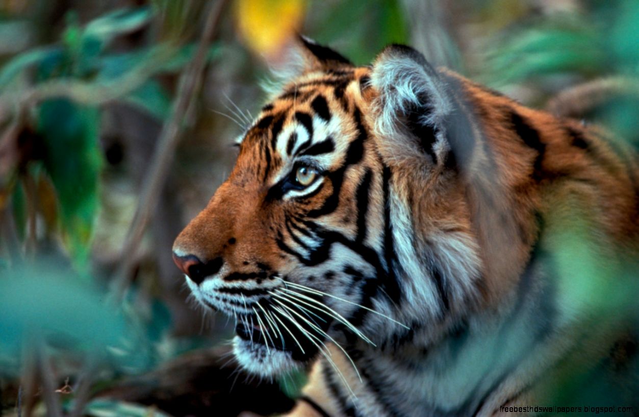 Tiger Side View Tiger Side View