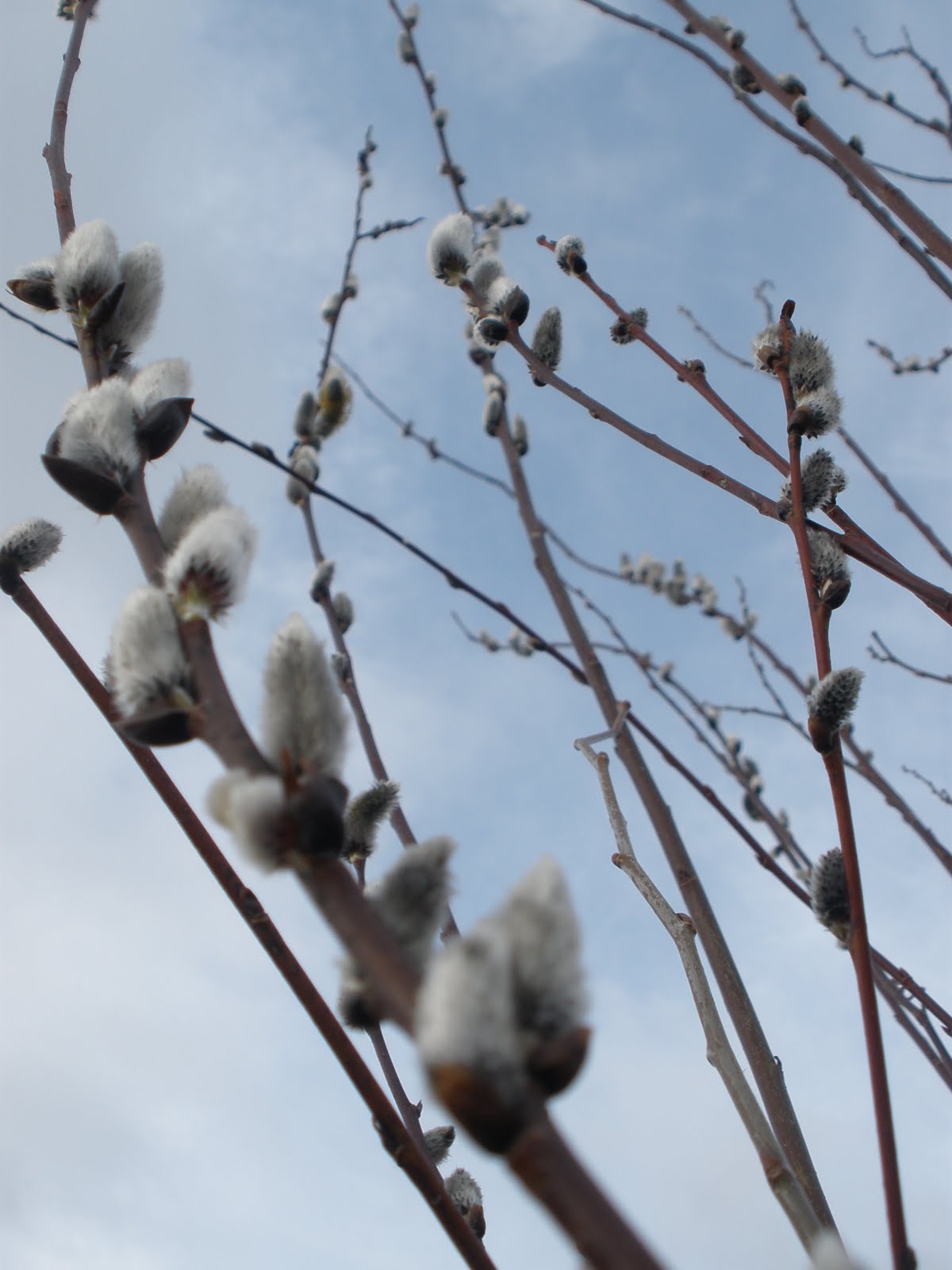 Willow Tree Buds