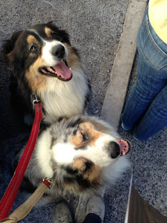 Australian Shepherd dog trekking in Oeiras