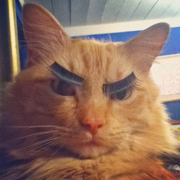 Funny cats - part 85 (40 pics + 10 gifs), cat with fake eyelashes