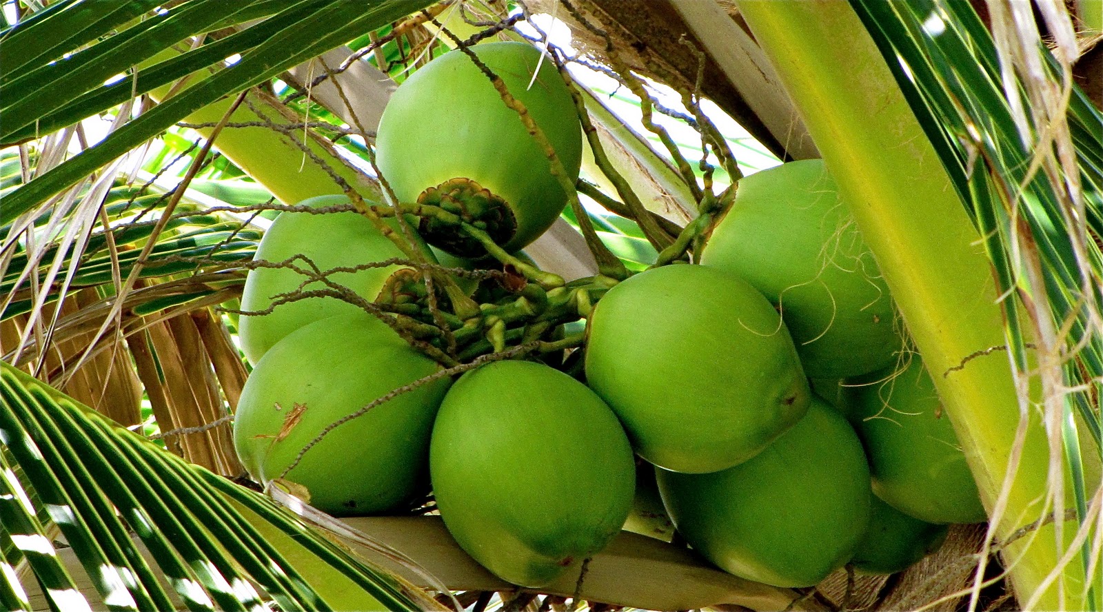 Loop Barbados Coconuts A Barbados Favorite