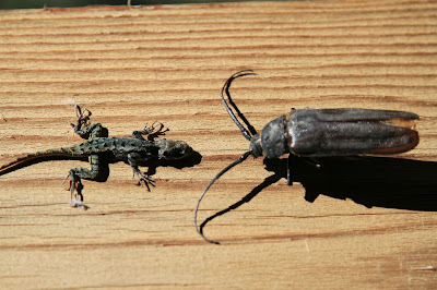 Sceloporus occidentalis - Western Fence Lizard and Ergates spiculatus – Ponderous Borer Beetle 