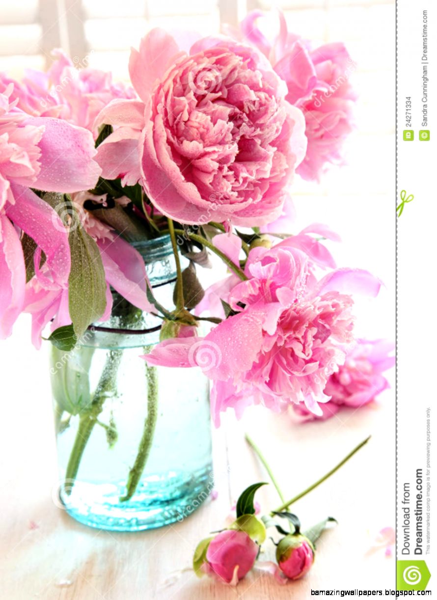 Pink Peonies In Glass Jar Stock Images Image 24271334 Pink Peonies In Glass Jar Stock Images Image 24271334