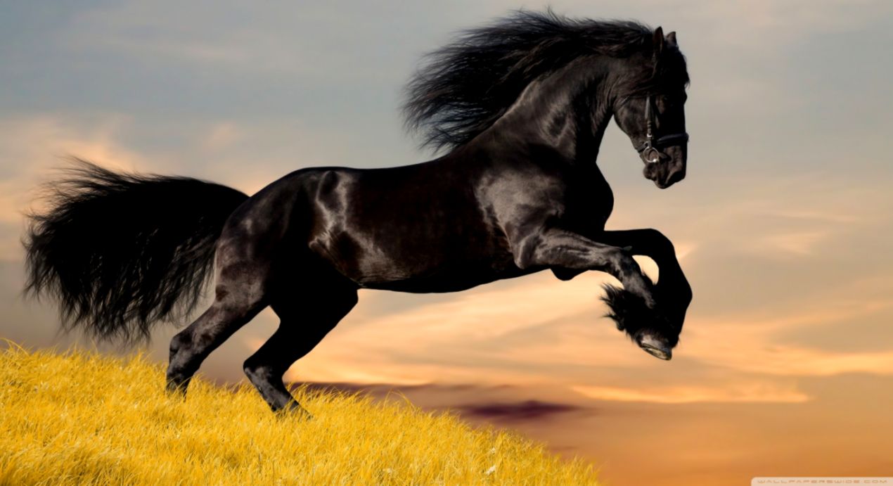 horse wallpapers