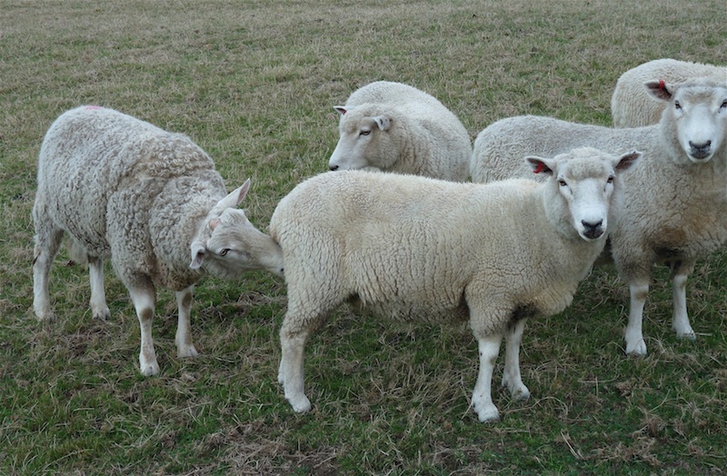 Woolshed 1 Sheep Farm Husbandry Reproduction and the ram