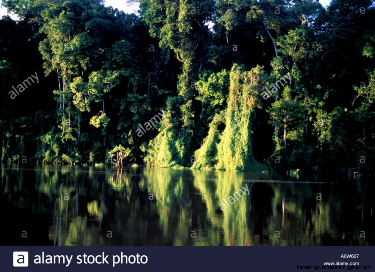 Amazon Rainforest Brazil Preserved River Margin App Áea De Stock Amazon Rainforest Brazil Preserved River Margin App Áea De Stock