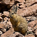 Andean Mountain Cat Ecology and Behavior