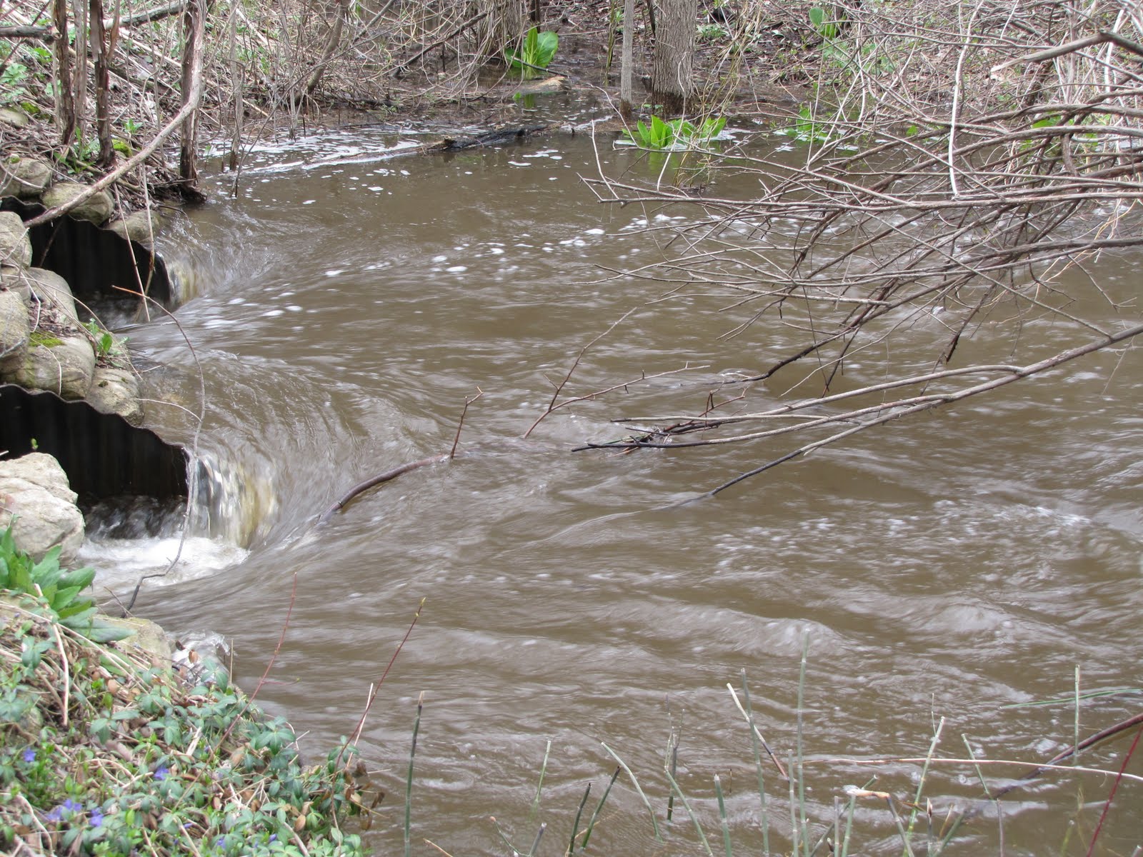 The Oakland Press Blogs Earth's Almanac Kearsley Creek She's on the