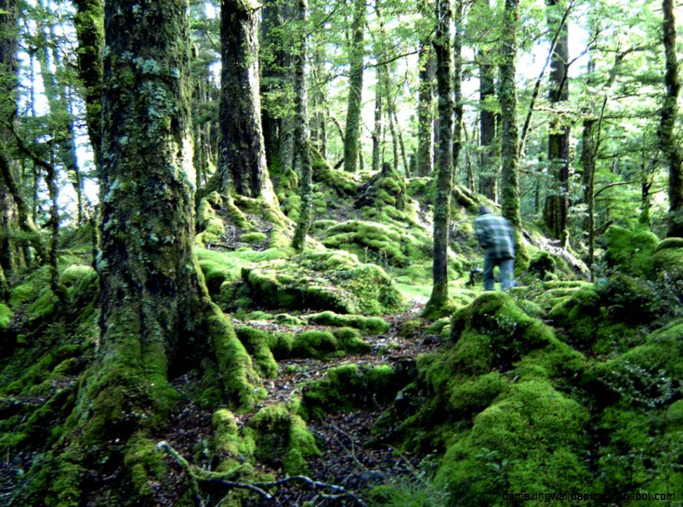 Temperate rainforest Wikipedia the free encyclopedia Temperate rainforest Wikipedia the free encyclopedia