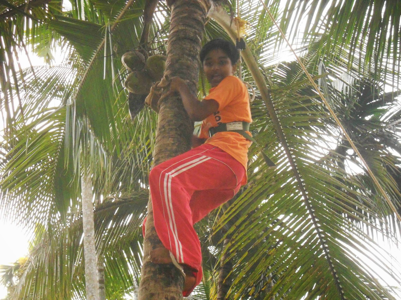 Coconut Tree Climbing Classes were conducted National Service Scheme