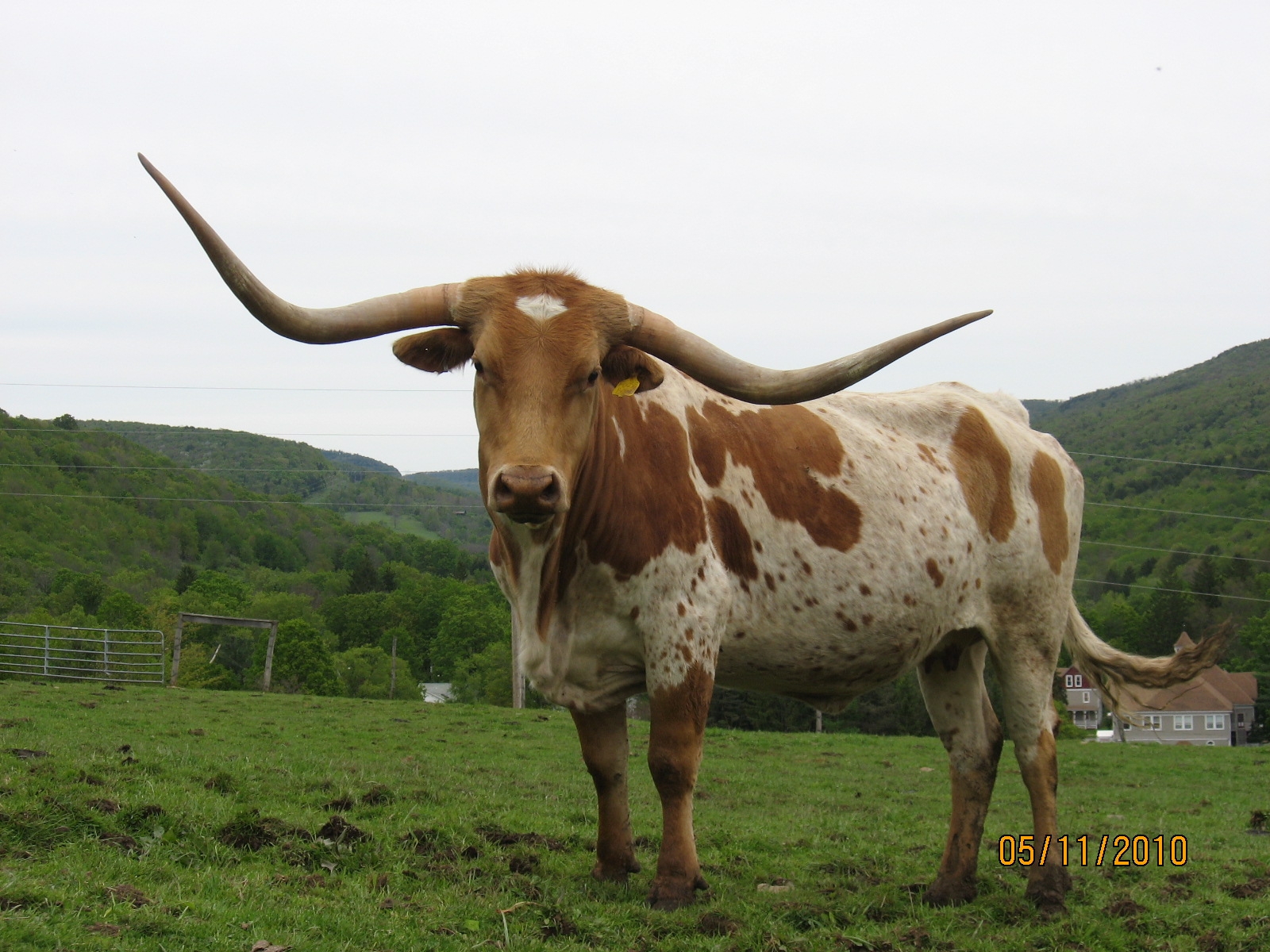 The Butcher's Info Blog: Texas Longhorn Cattle in the Catskills!!