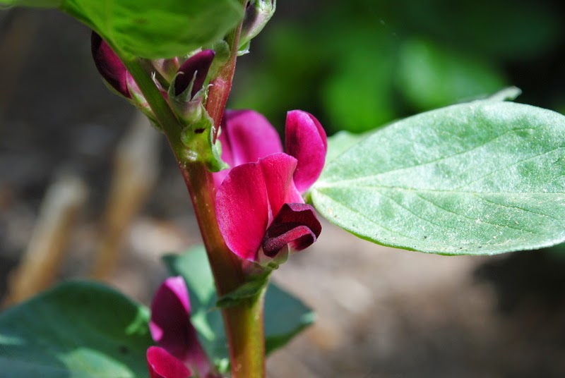 [Bild: Puffbohne%2BCrimson%2Bflowers_20150525.JPG]