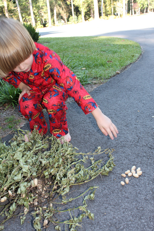 The Pearls of Homeschooling Tuesday's Top 10 Celebrating the Peanut