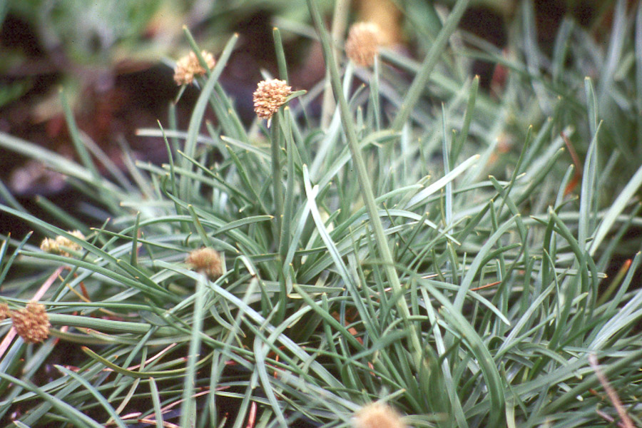 Hawaii Horticulture Mauu Akiaki — A Native Alternative to Mondo Grass?