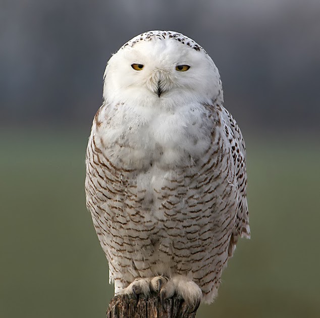 cori connors 40 snowy owl cori connors 40 snowy owl