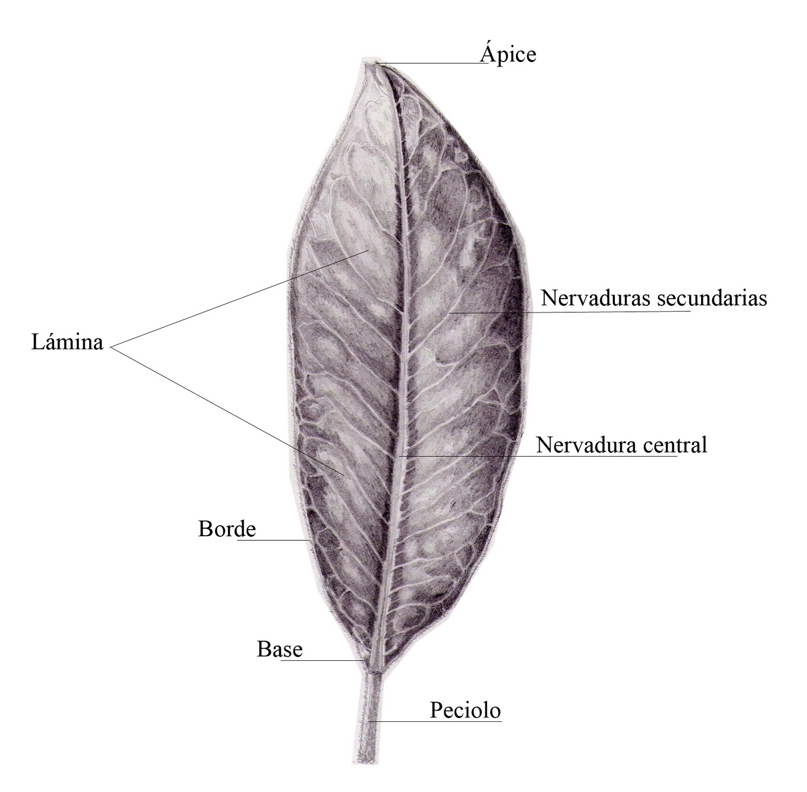 Albums 93+ Wallpaper Hojas De Parra En Ingles Latest