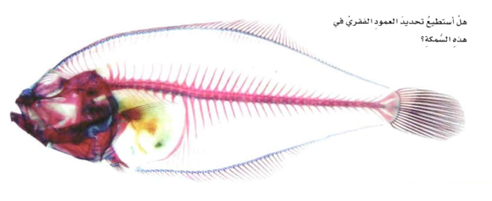 الاسماك لها عمود فقري