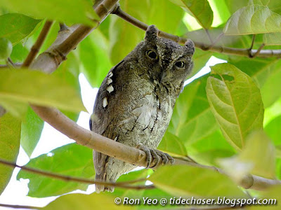 Oriental Scops Owl (Otus sunia)