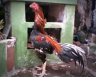 Watak Dan Cara Bertarung Ayam Bangkok (Terbaru)
