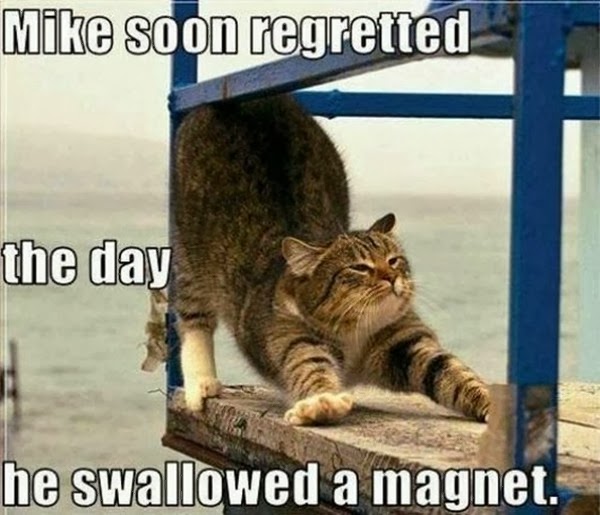 Funny Animals Captions | Funny Animals