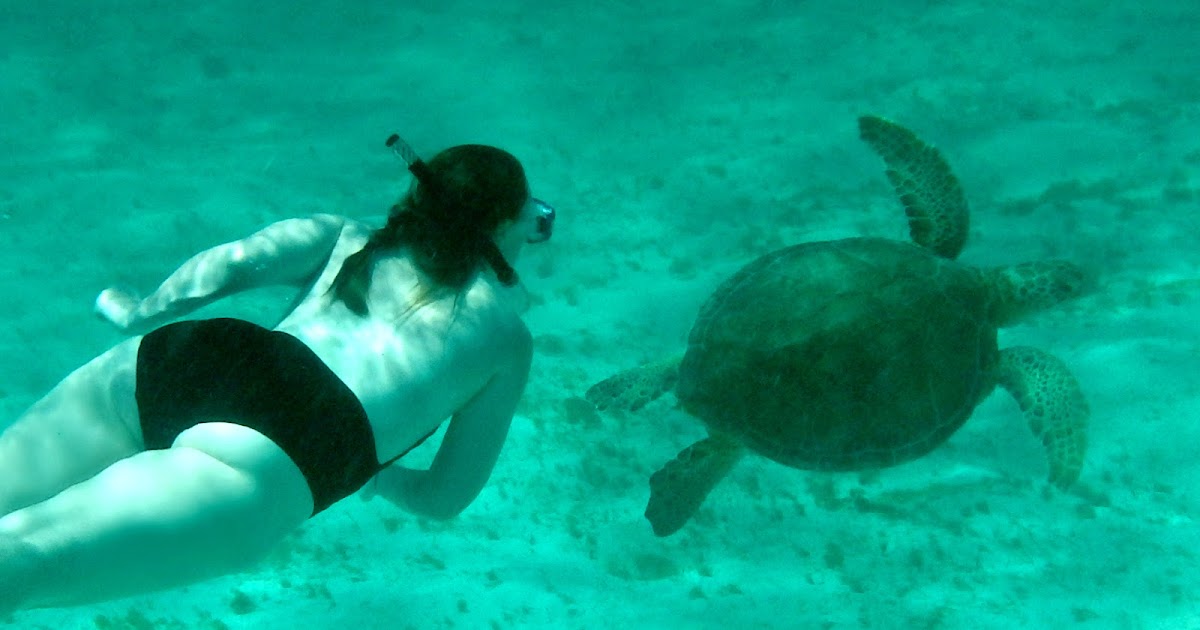 Family of Ancient Hawaiian Sea Turtles Discovered | ISLE 