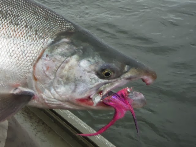 Coho salmon with a large pink fly in it's mouth