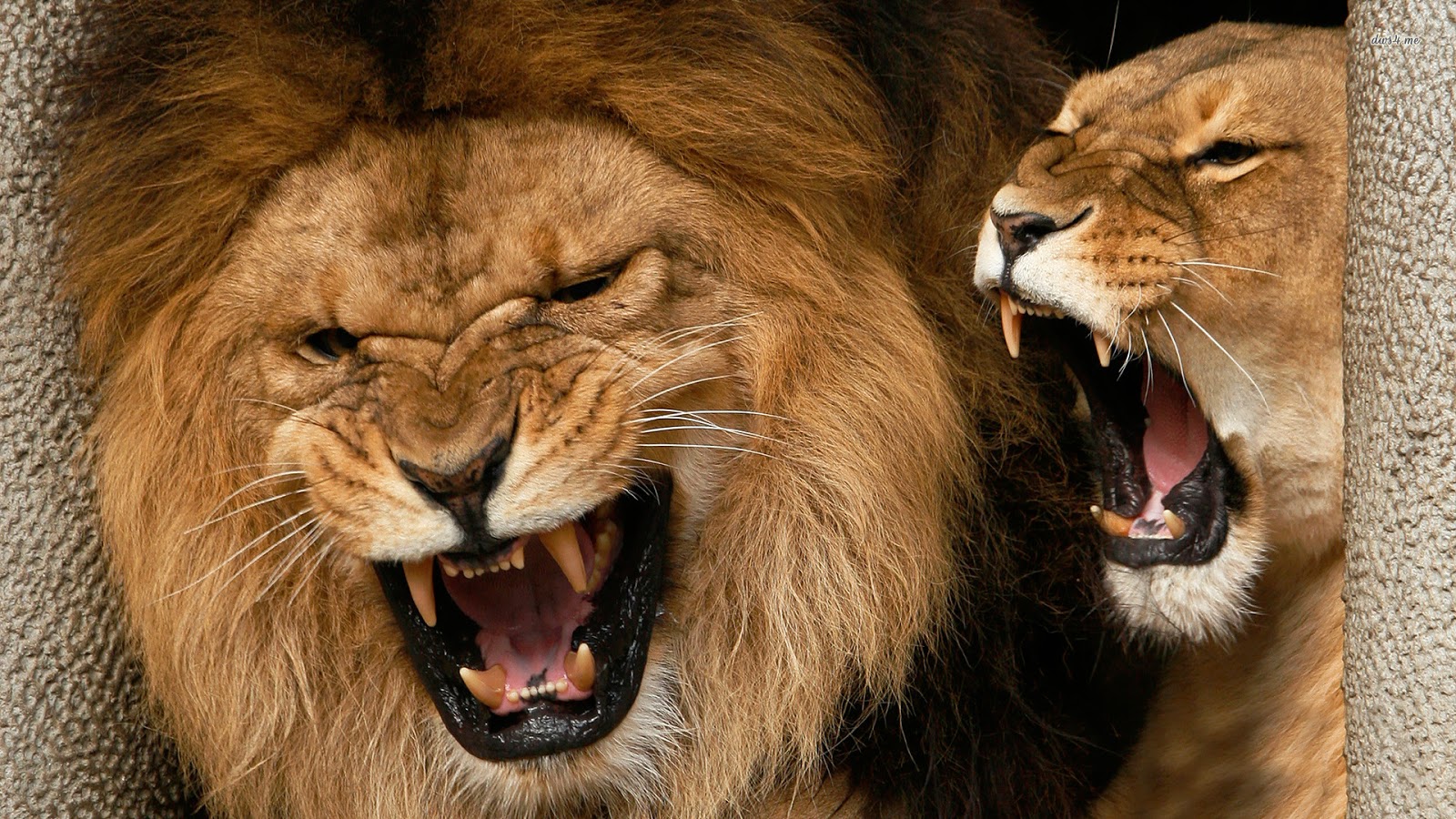 hd lion growl hd lion growl