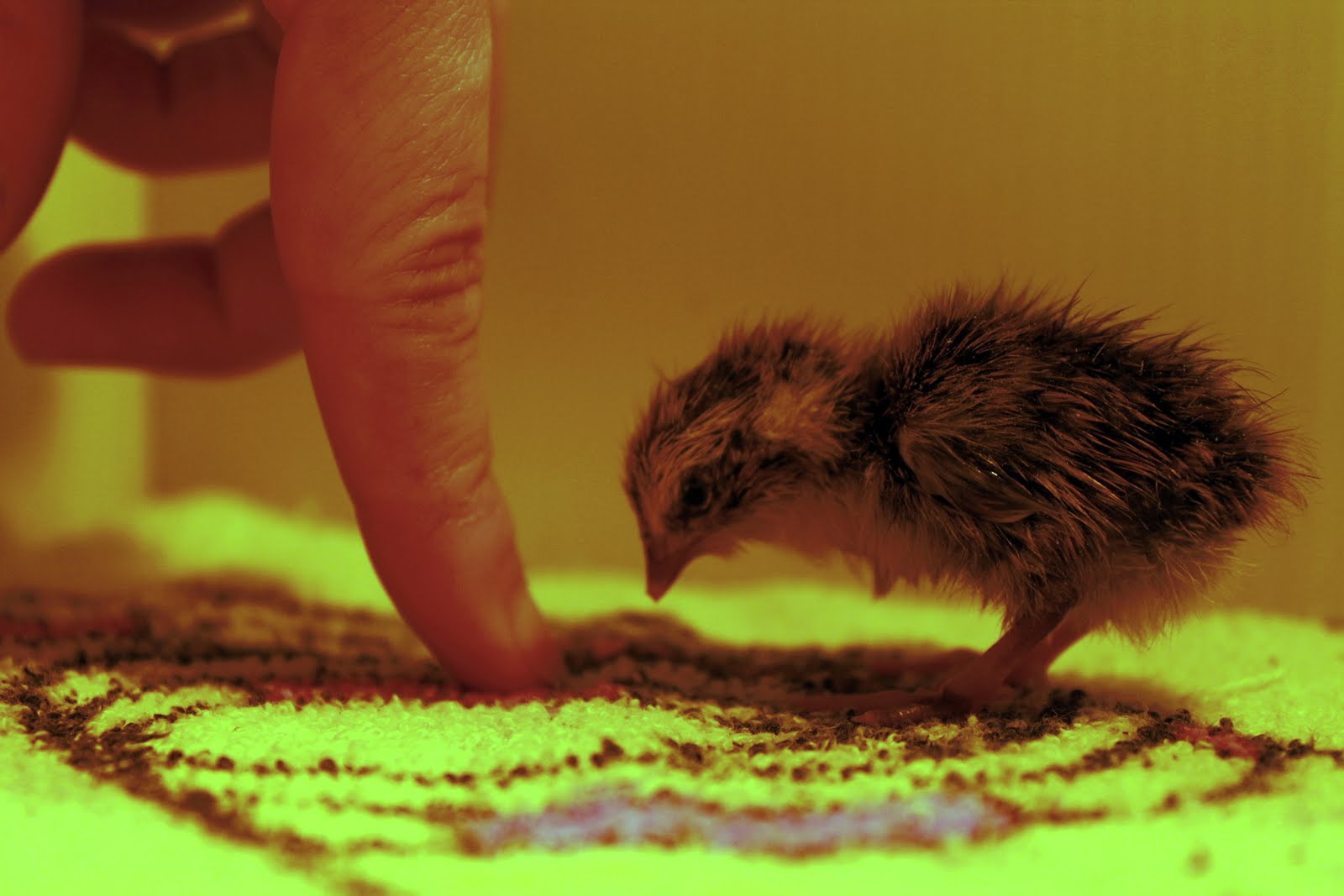 Granola Funk Mama: Baby Quails - Awe they're so cute!
