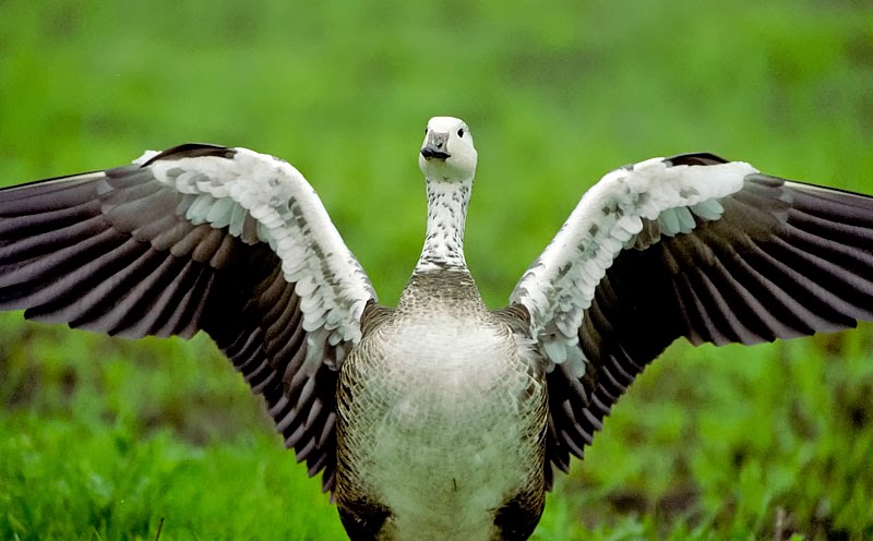 Bird Hybrids: Snow Goose x Canada Goose