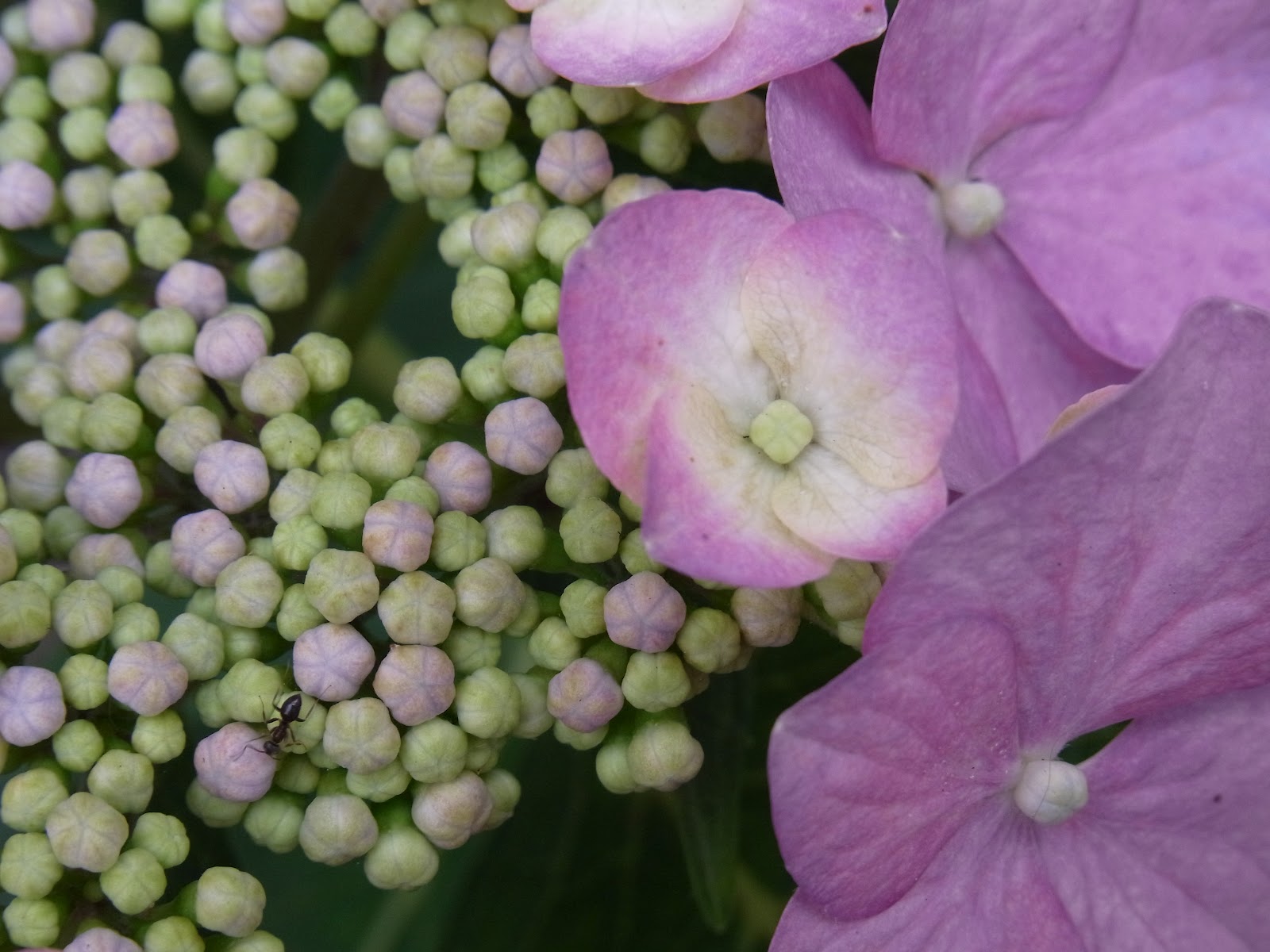Garden Muses Not Another Toronto Gardening Blog Allan Gardens