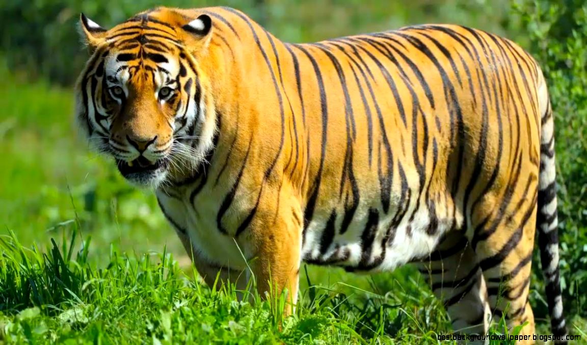 Wild Tiger Gets into a Zoo to Mate with Female Tigers   YouTube Wild Tiger Gets into a Zoo to Mate with Female Tigers   YouTube