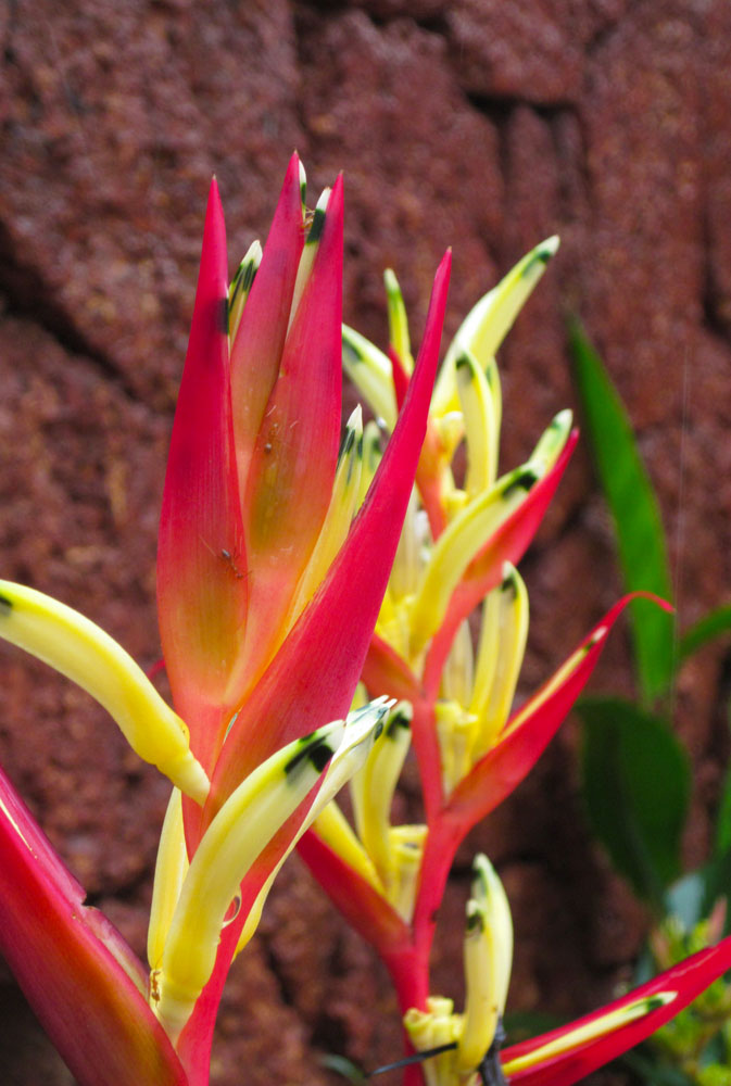 In And Around Me Goa Exotic wild flowers