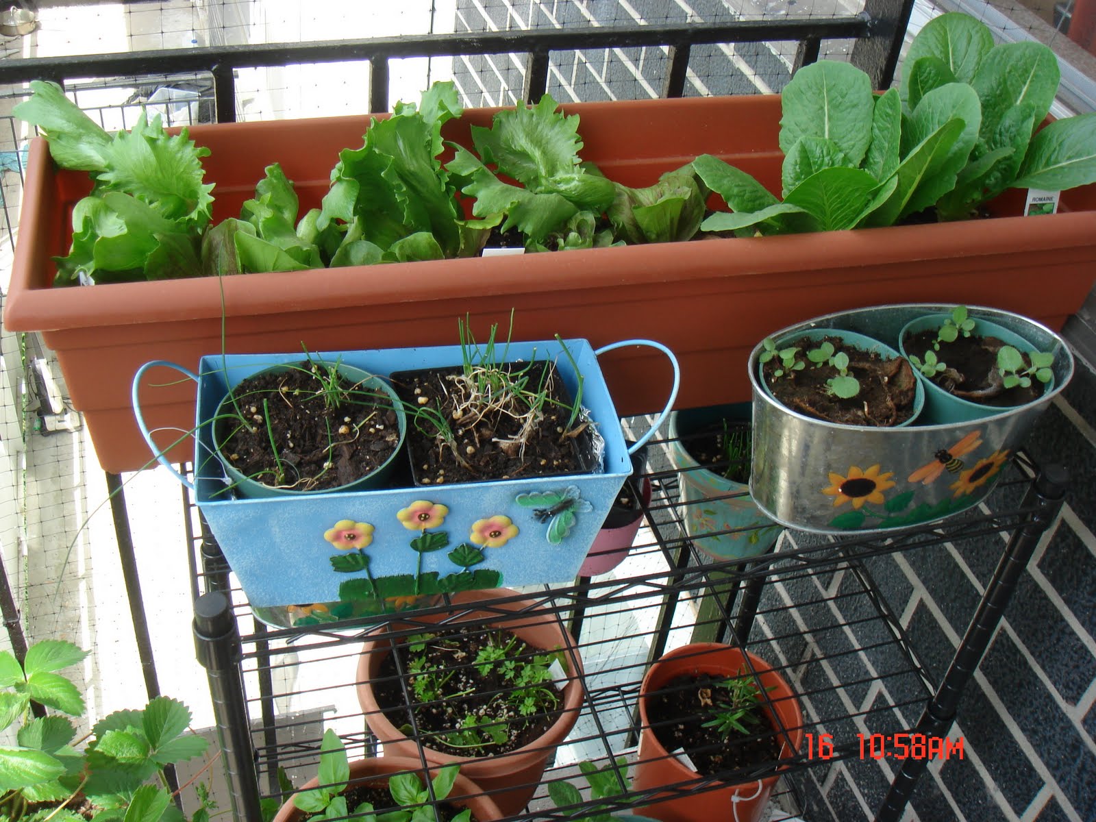 gunksdesigns Vegetable garden on my Balcony