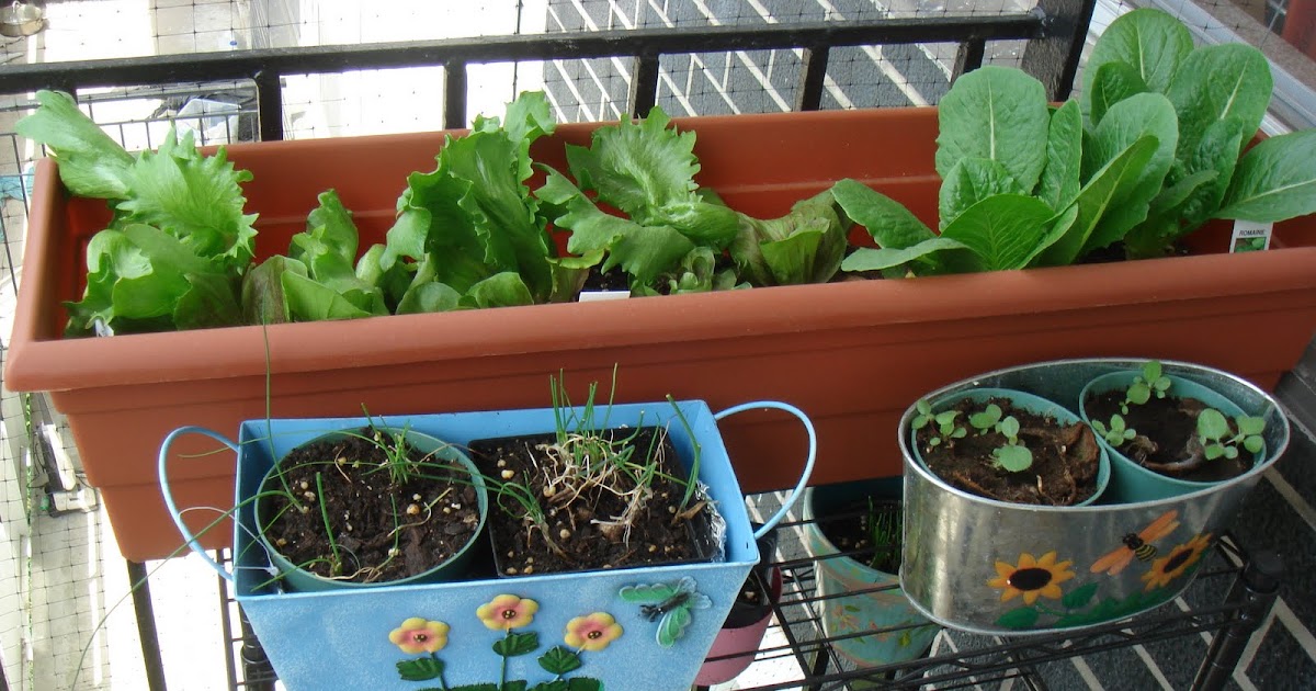 gunksdesigns: Vegetable garden on my Balcony